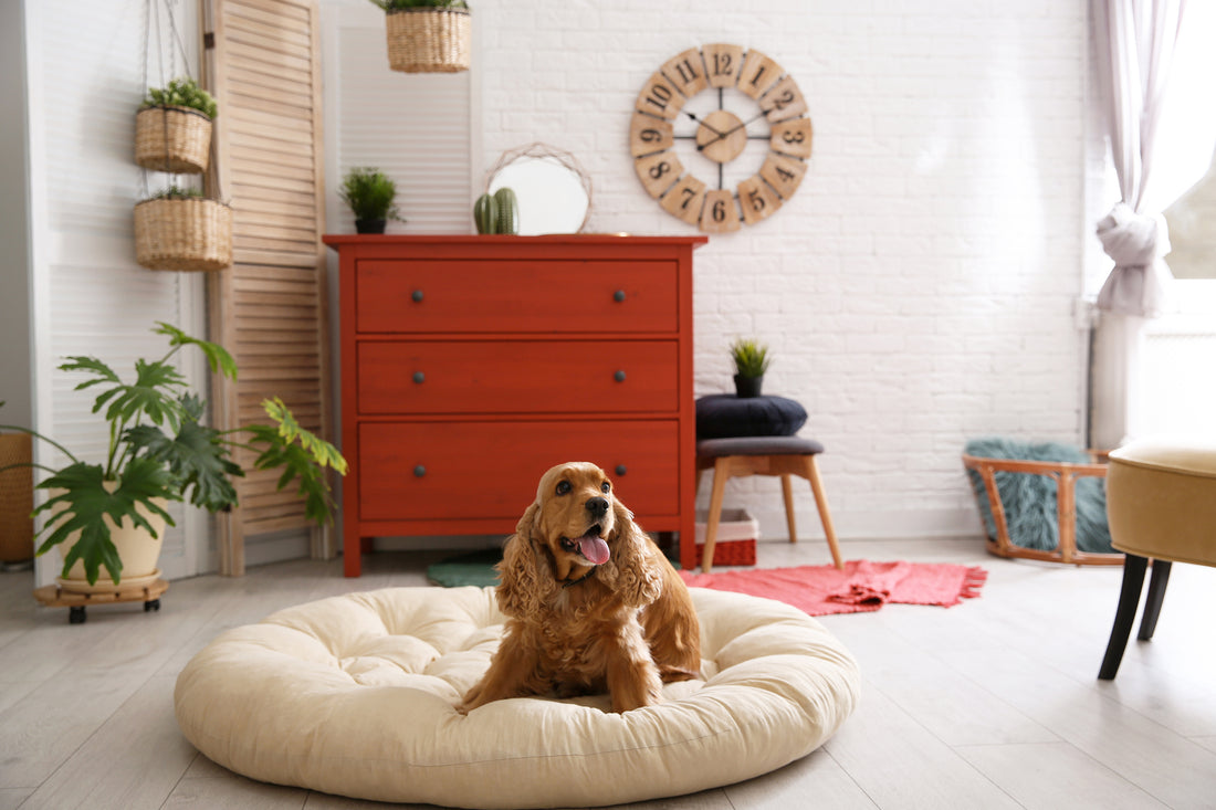 Create a Dog-Friendly Home - Safety & Comfort Tips