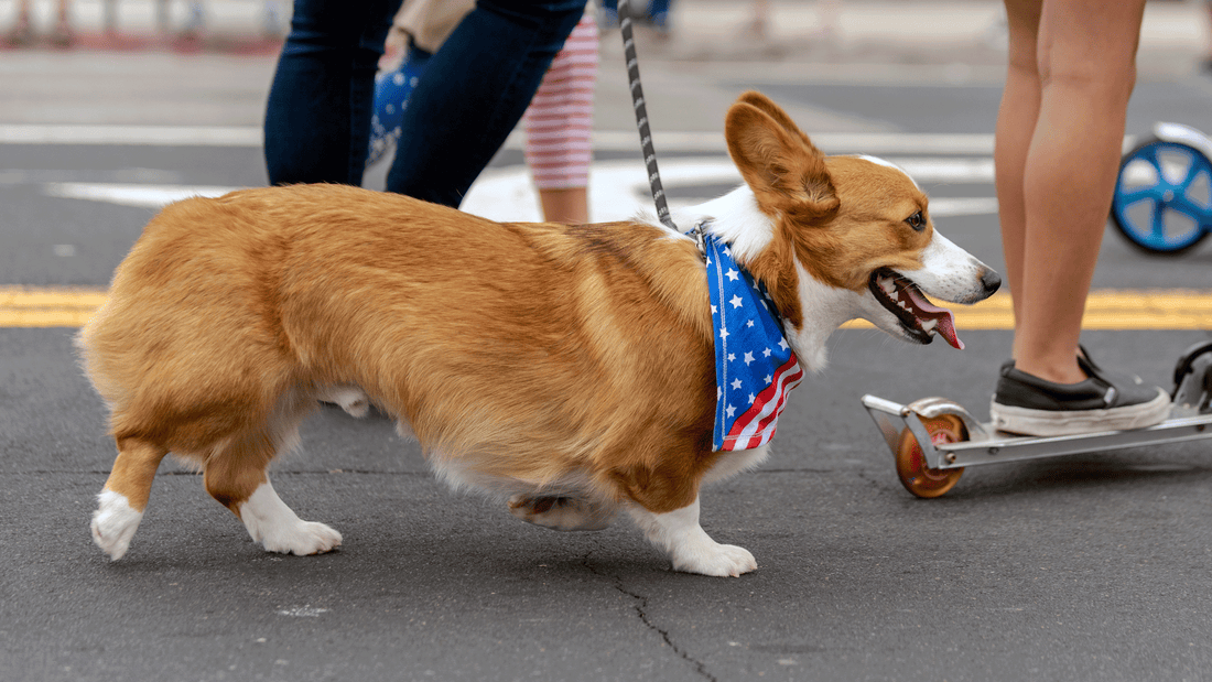 Celebrate in Style - Festive Dog Bandanas from Critta Fitta