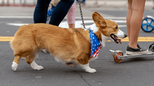 Celebrate in Style - Festive Dog Bandanas from Critta Fitta