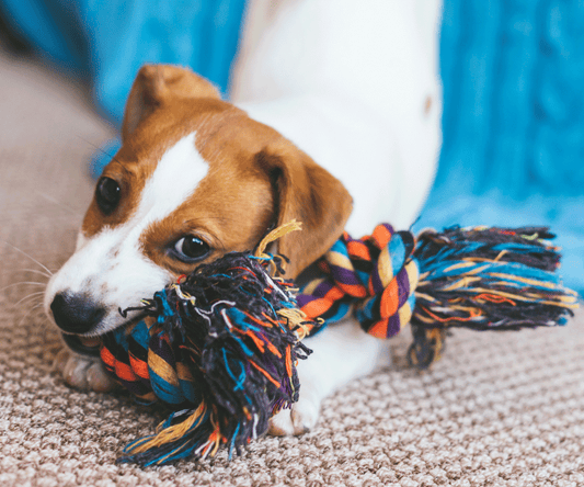 Why Your Dog Needs Interactive Toys