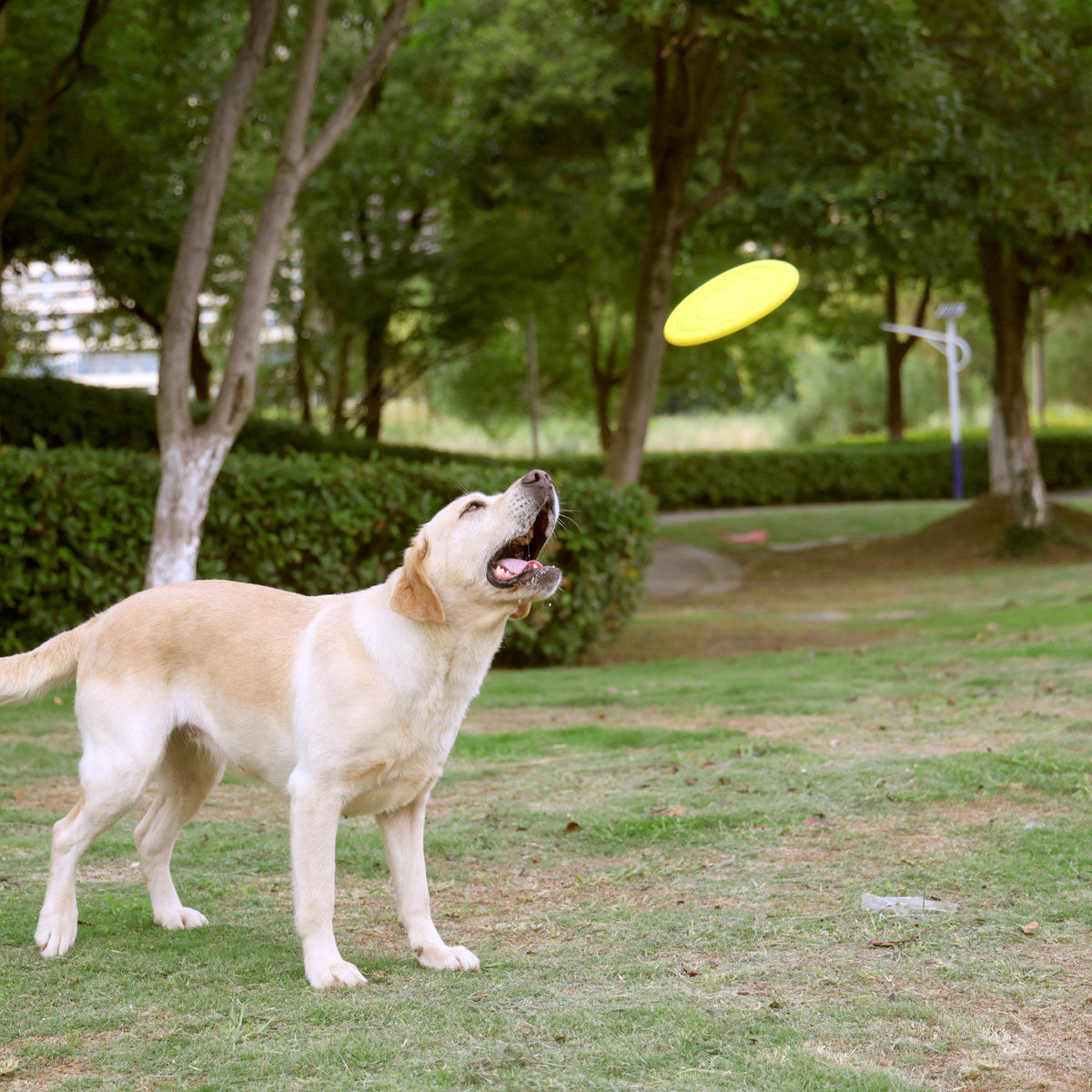 Flexible TPR Soft Frisbee for Dogs 7 Inch Yellow