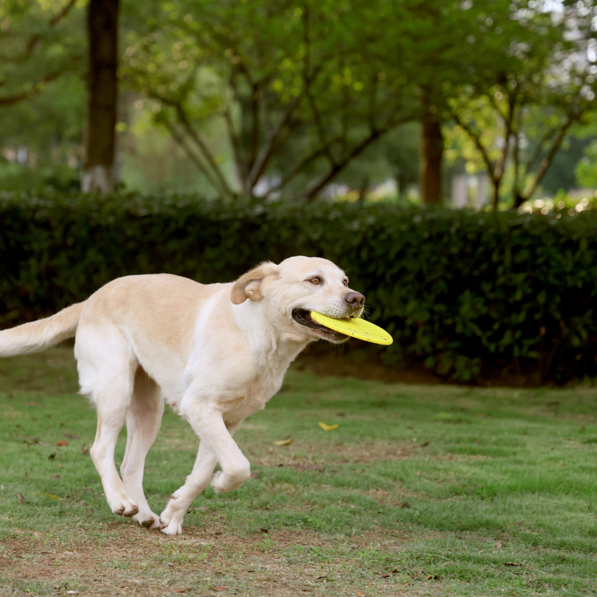Flexible TPR Soft Frisbee for Dogs 7 Inch Yellow