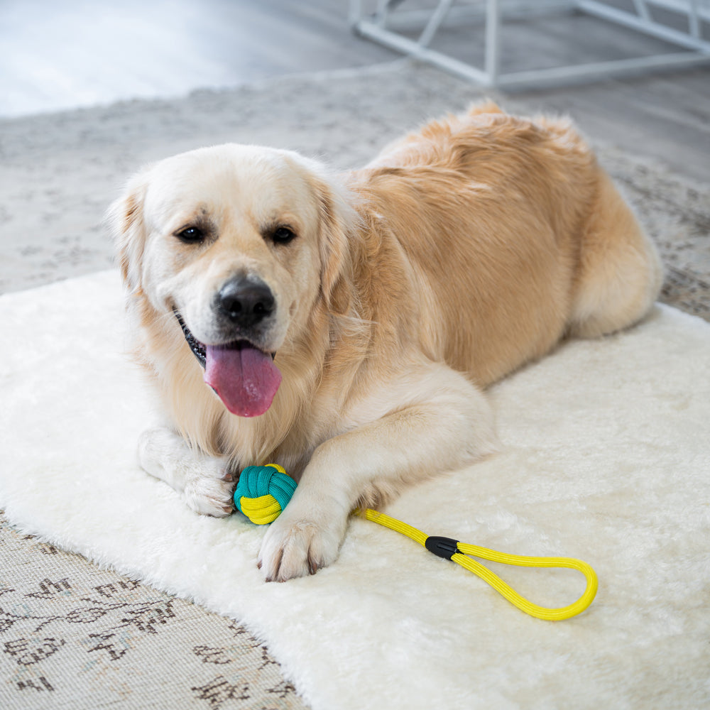 Interactive Rope Dog Toy (Yellow + Teal) - Durable & Fun Play for Dogs